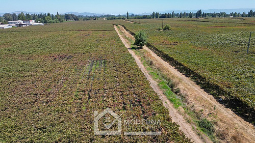 Predio 68.5 Ha En Cam La Montaña Con Parrones En Producción