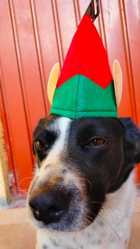 Gorro Duende Navidad Mascota Perro Gato Disfraz Navideño