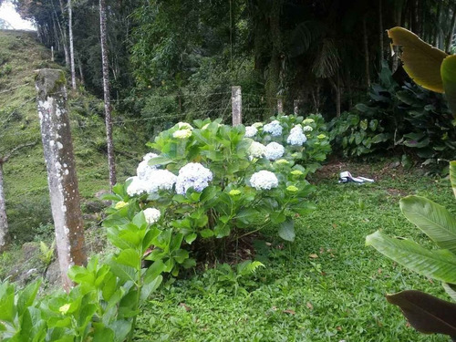 Sítio A Venda Em Massaranduba/sc - 1764c