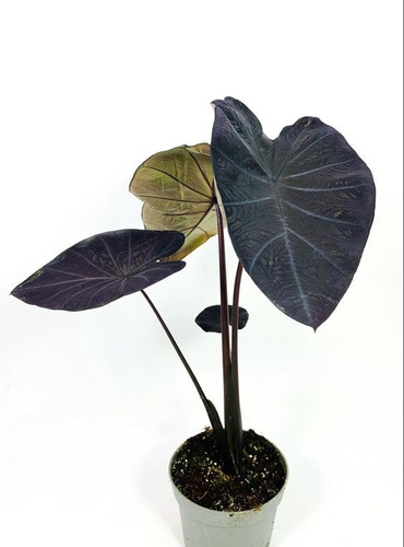 Kit 14 Lindas Mudas De Colocasia Esculenta Taro Roxo 