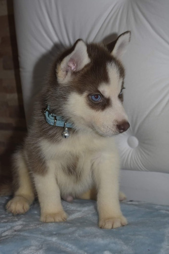 Imagen 9 de 10 de Siberiano Husky Manto Gris Y Negro
