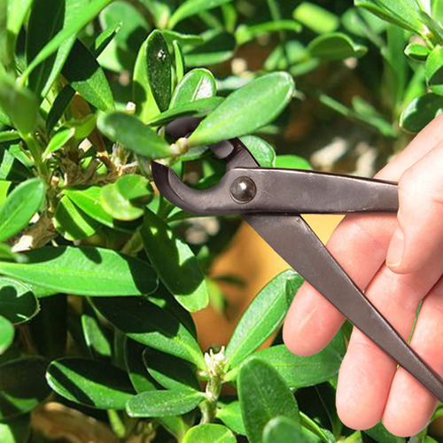 Set Cortador De Bonsai Bamboomn Cortador Concavo + Cizalla