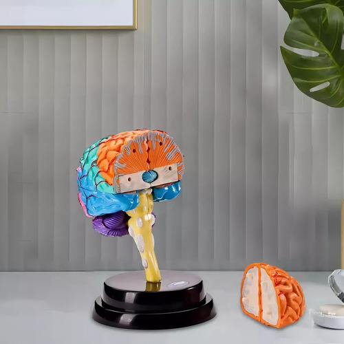 Herramienta De Anatomía Del Cerebro Dividido