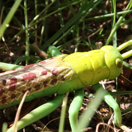 2 Modelo De Crecimiento Del Saltamontes Juguetes De