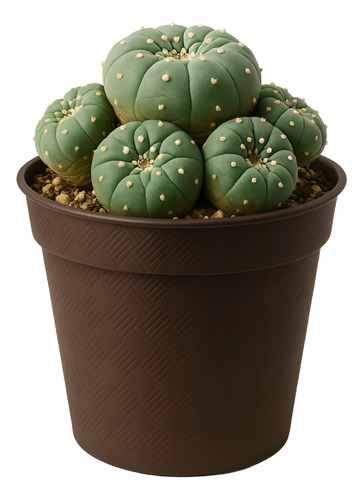 Maceta Alta 7 Pulgadas Rattan Artesana De Plástico 3 Pzs Chocolate