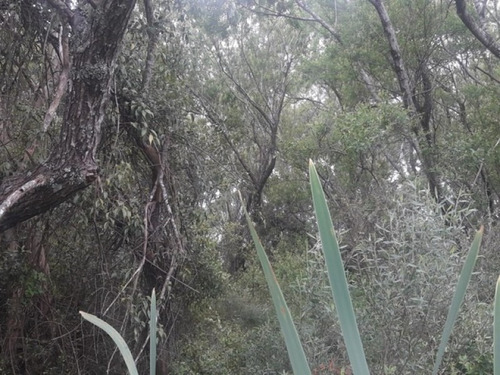 Campo De 12 Has En Paraje José Ignacio. Consulte !!!!!- Ref: 1372