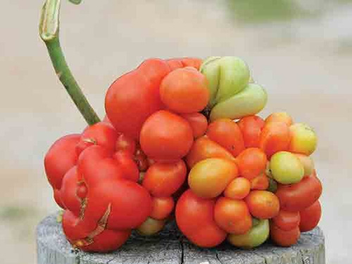 Sementes De Tomate Voyager Reisetomate - O Tomate + Bizarro!