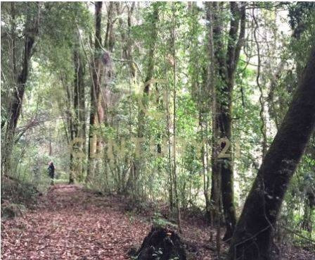 Imagen 5 de 9 de Venta Parcela Ribera Norte Lago Villarrica