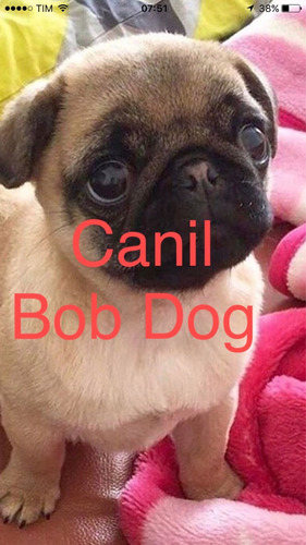 Lindos Filhotes De Pug Macho