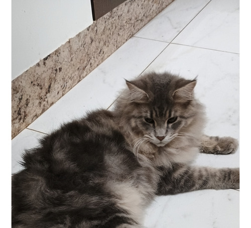 Gato Maine Coon Filhotes (gatil Saymon Cats)