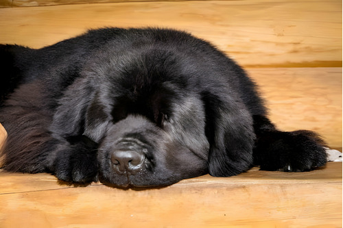 Cachorros Terranova Con Pedigree Perros Newfoundland Pet