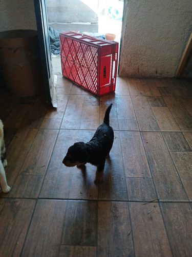 Cachorros Airendale Terrier Puros
