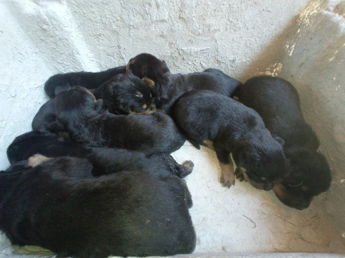 Imagem 3 de 3 de Filhotes De Rottweiler