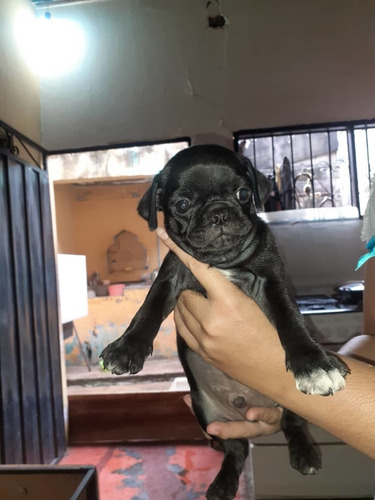 Imagen 3 de 4 de Pug Carline