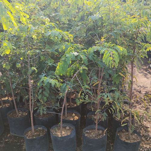 Arbol De Tamarindo Fruto Grande A/2