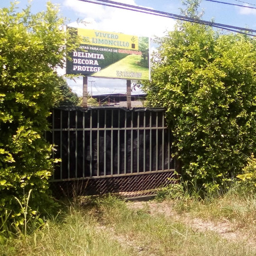 Semillas De Limoncillo De Cerca Viva