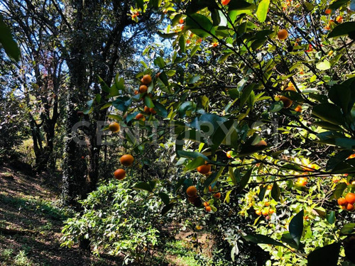 Terreno Venta Cocuatla Tepoztlan San Juan Tlacotenco Ocotes Tepoztlan Morelos