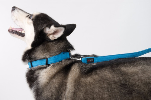 Collar Perro Microfibra Dogline Mediano Azul Tamaño Del