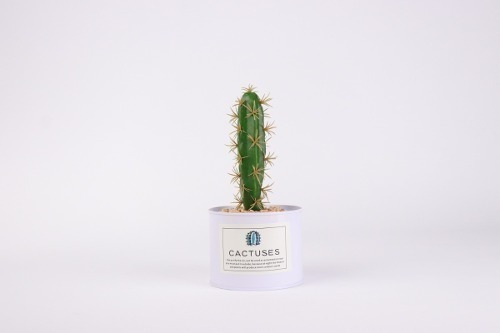 Adorno Tuna Cactus Decoración Hogar
