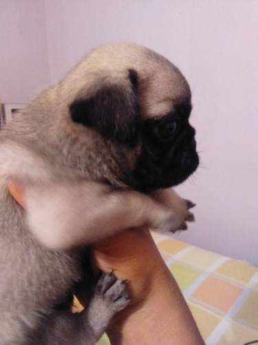 Imagen 4 de 5 de Cachorro Pug Carlino
