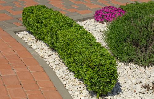 Buxus , Topiary