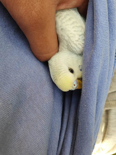 Periquitos Australianos Hay Colores Bien Cuidados De Casa