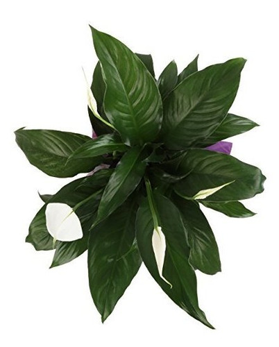 Costa Granjas Spathiphyllum Lirio De Paz Planta Viva De Inte