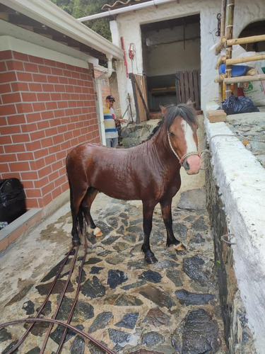Imagen 5 de 8 de Hermoso Mini Horse En Venta