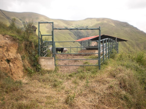 Imagen 8 de 14 de Finca 70 Hectareas Mun Tovar Aragua