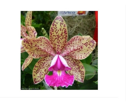Orquidea Cattleya Pão De Açucar - Genuíno | MercadoLivre