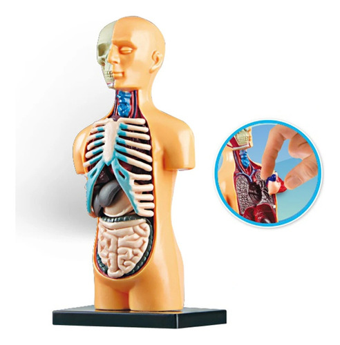 Modelo De Cuerpo De Torso Humano, Anatomía Anatómica,