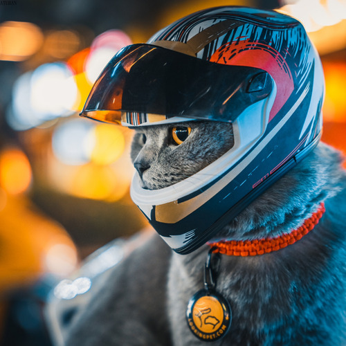 Cascos For Mascotas Hechos A Mano, Cascos For Gatos, Cascos