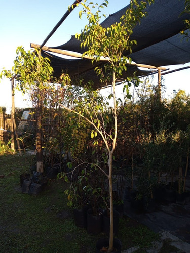 Arbol Interior Ficus - Hermoso - Envios Caba Y Gba