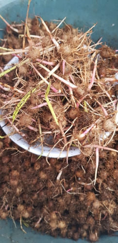 1000semente De Açaí Brs E Anao Pará Germinadas Pronta Plant