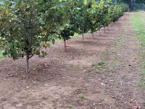 Agrícola En Venta En Gorbea