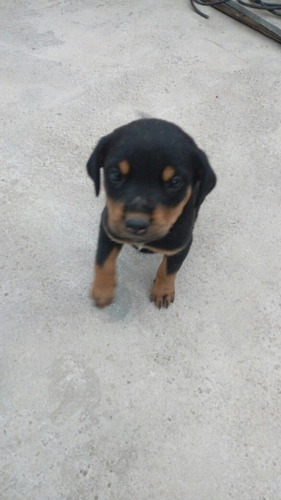 Imagen 1 de 4 de Cachorras Rottweiler Excelente Genética