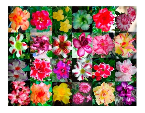 Kit Mix 50 Sementes Rosa Do Deserto Frete Grátis Todo Brasil