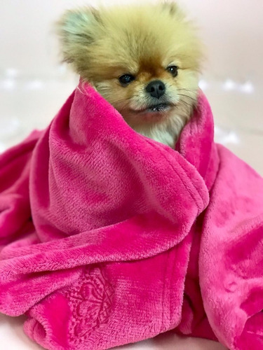Manta Cobertor Pet Microfibra Cachorros Rosa Pink P/ Caminha