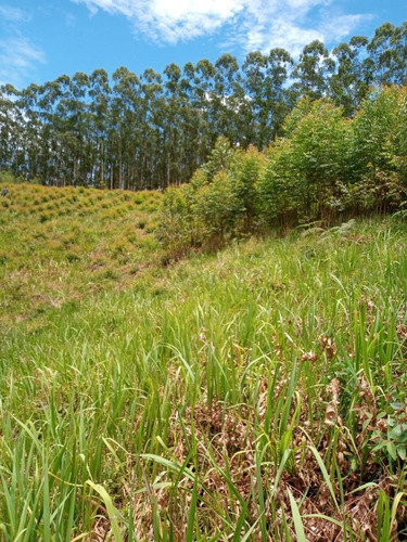 (af) Uma Vista Maravilhosa De Uma Área Verde!!