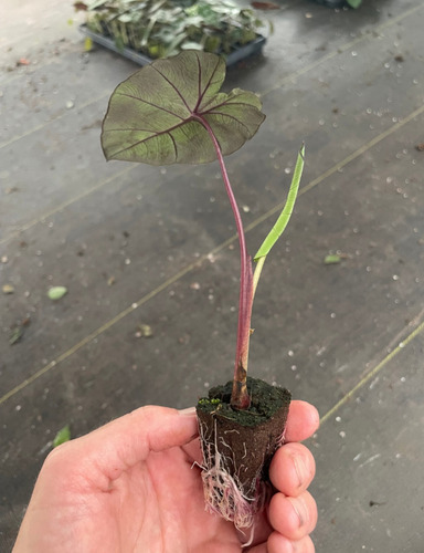 Colocasia Redemption (planta De Colección)