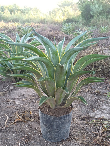 Agave Desmettiana Var. Marginata