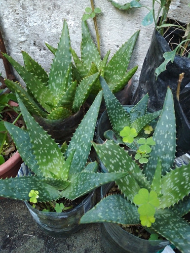 Aloe Vera - Plantas Y Plantines -  Todas Las Medicinales