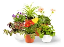 Comprar Planta  Vivero En Escobar Buenos Aires