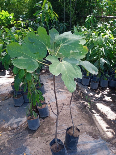 Imagen 8 de 10 de Higuera - Arbol De Higos Negro - E.gratis Caba.gba