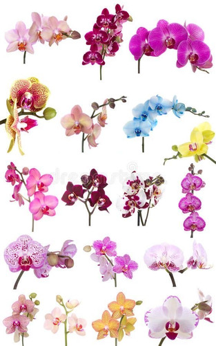 Paquete De 4 Orquideas A Elegir !!! Diferentes Especies:)