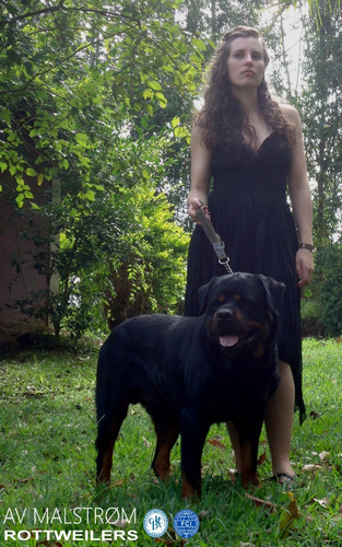 Filhotes De Rottweiler, Pai Importado Da Europa, Alto Padrão