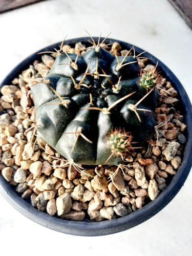 Imagem 5 de 8 de Mudas Cactos Cactus P.11