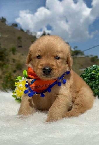 Cachorros Golden Retriever