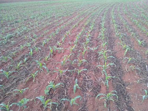 Imagem 25 de 30 de Fazenda À Venda Em Echaporã/sp - Fa00113 - 68992877