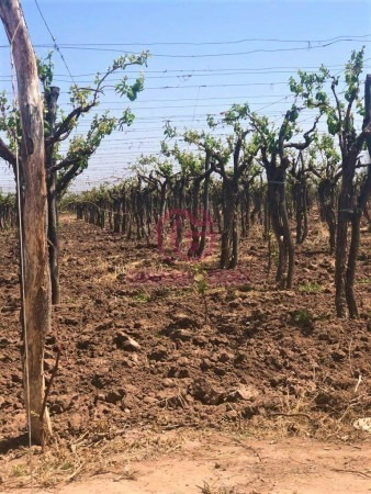 Imagen 9 de 19 de Greenwood Vende Hermosa Finca Con Viñedos, Casa, Galpon Y Pozo Para Riego